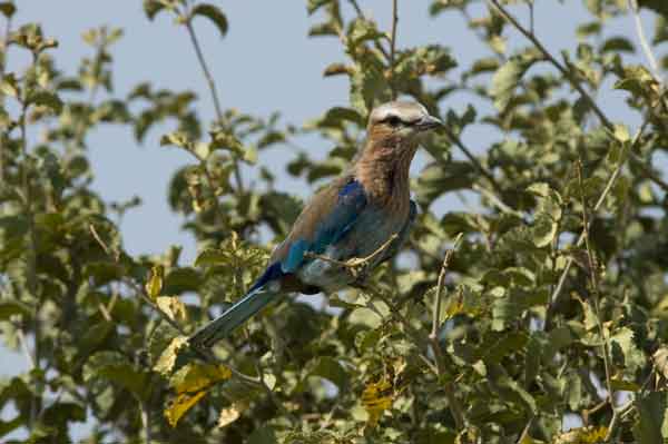 Carrack Lilac Brested - parque nacional de Tarangire - Tanzania.jpg